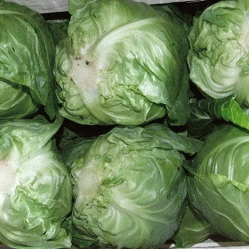 Пандион F1 семена белокочанной капусты 2500 штук