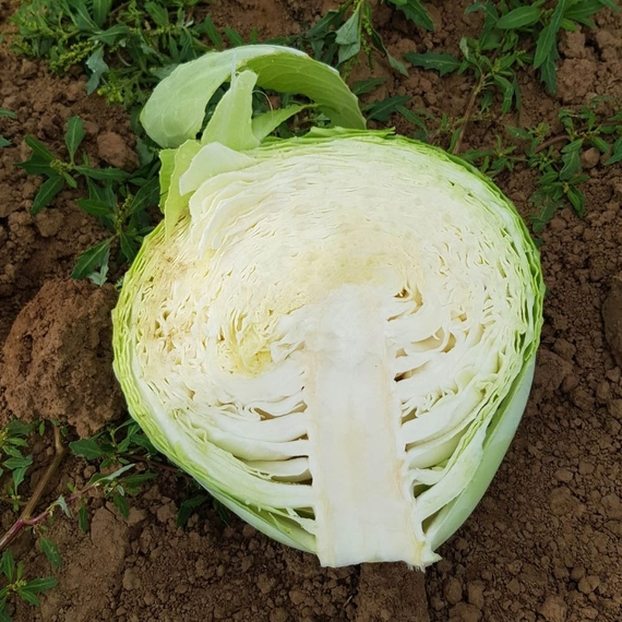 Вестри F1 семена белокочанной капусты 2500 штук