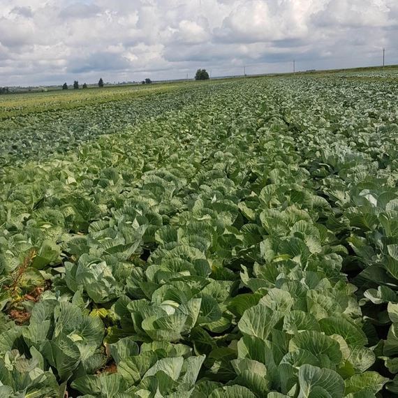 Вестри F1 семена белокочанной капусты 2500 штук