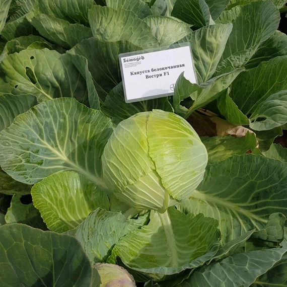 Вестри F1 семена белокочанной капусты 2500 штук