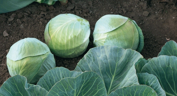 Арривист F1 семена белокочанной капусты 2500 штук