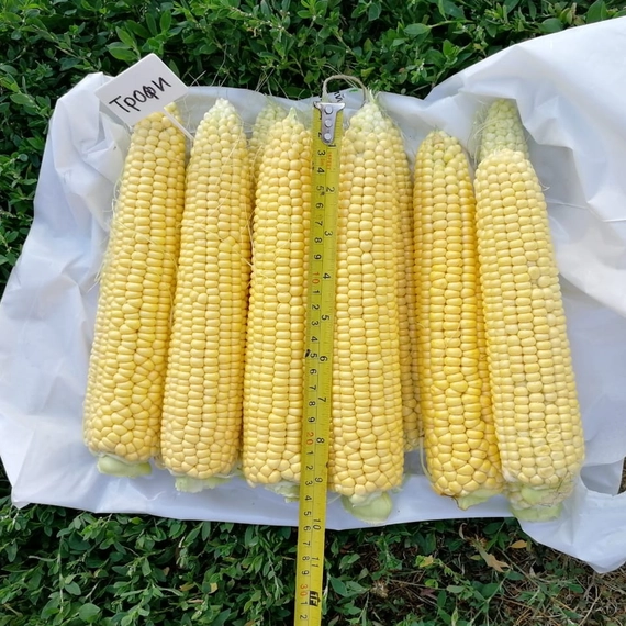 Трофи F1 семена кукурузы 5000 штук