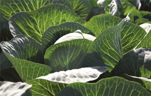 Циклон F1 семена белокочанной капусты 2500 штук