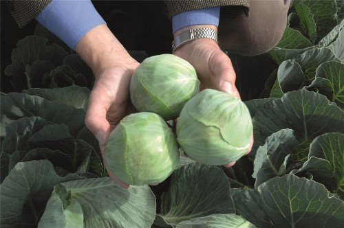 Риэкшен F1 семена белокочанной капусты 2500 штук