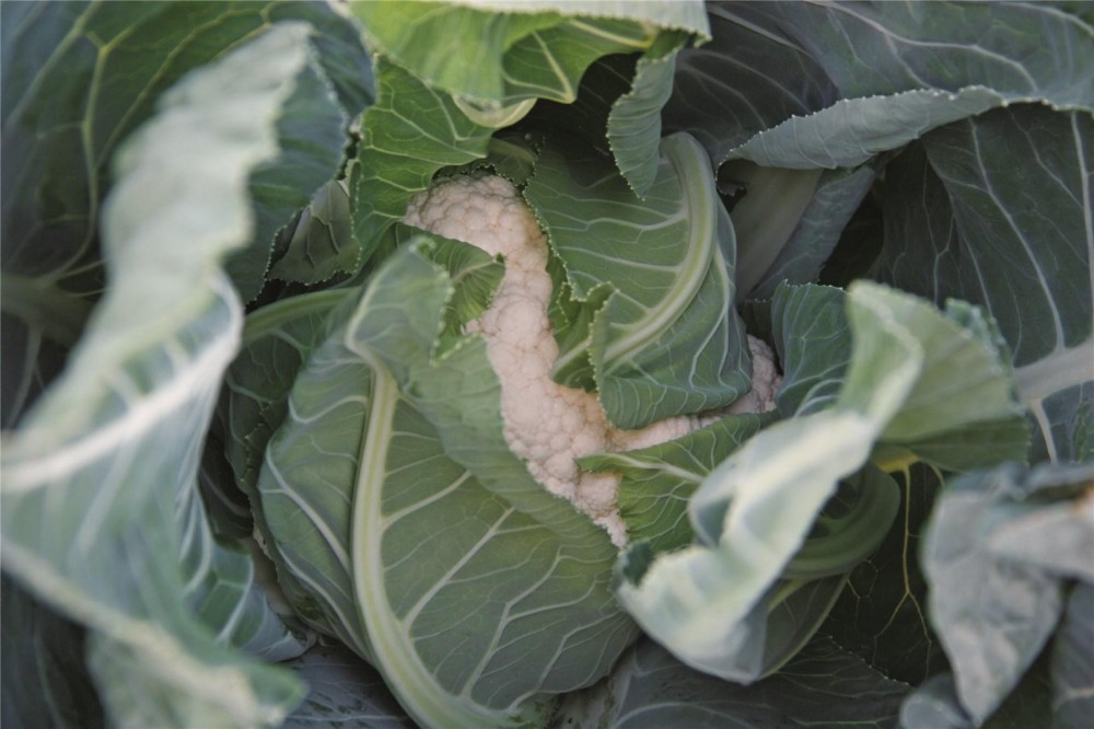 Алькала F1 семена цветной капусты 2500 семян