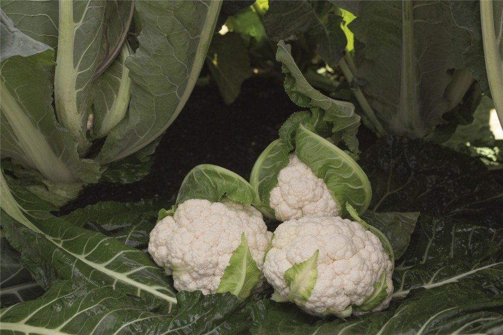 Алькала F1 семена цветной капусты 2500 семян