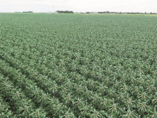 Дивино F1 семена брюссельской капусты 2500