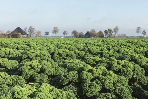 Рефлекс F1 семена кейла 2500 семян