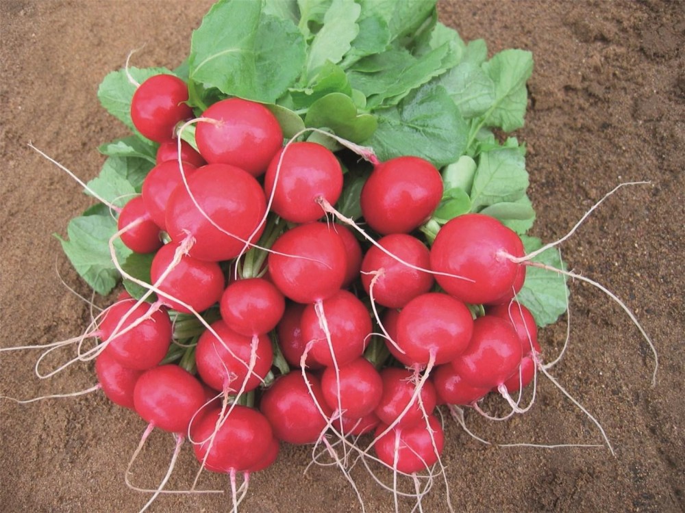 Ребел F1 семена редиса 500 грамм