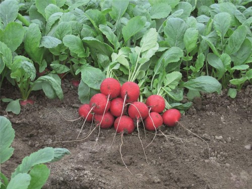 Ребел F1 семена редиса 500 грамм