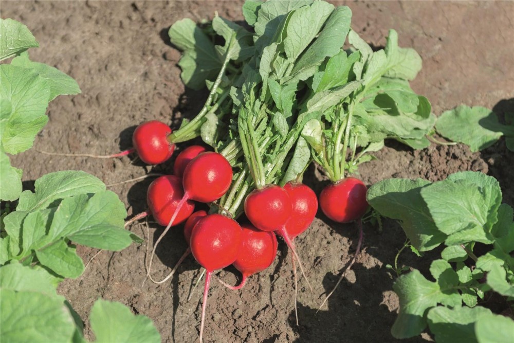 Рочас F1 семена редиса