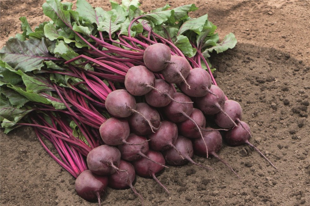 Бреско F1 семена свеклы 50 000 штук