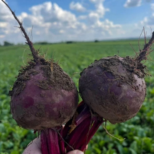 Бреско F1 семена свеклы 50 000 штук