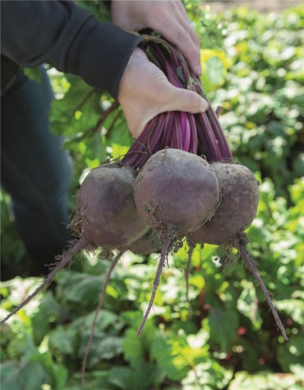 Беттолло F1 семена свеклы 50 000 штук