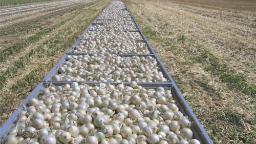 Вайт Винг F1 семена лука 250 000 штук