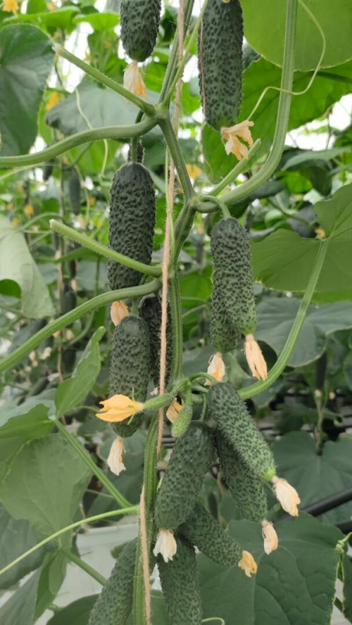 Альшаны F1 семена огурца 250 штук