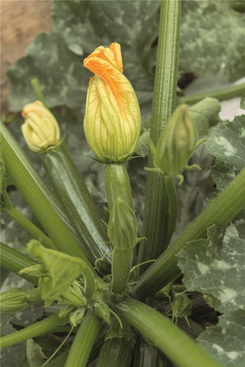 Модена F1 250 семян кабачка