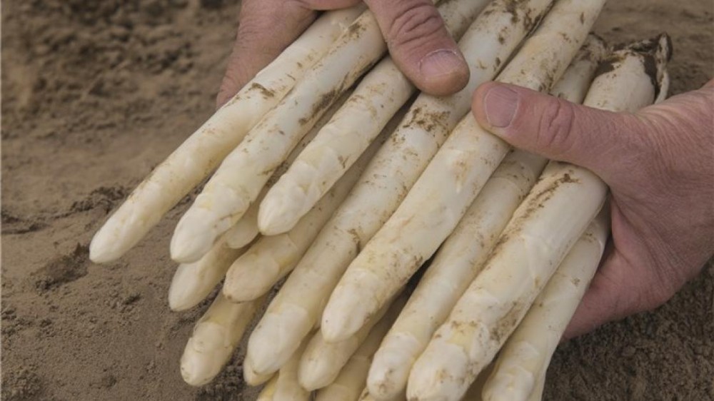 Приус F1 спаржа 500 семян