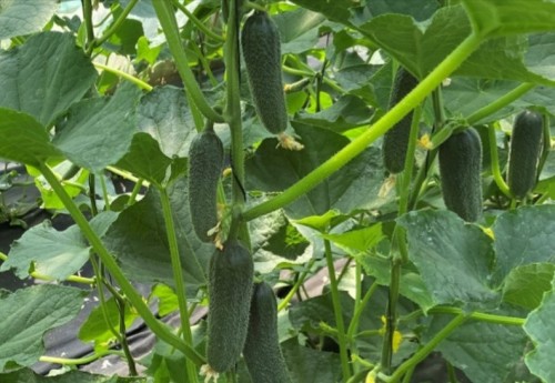 Посадский F1 огурец 500 семян