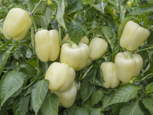 Бланчина F1 перец сладкий 500 семян