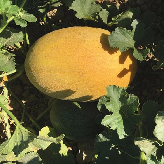 Дейра F1 дыня 500 семян