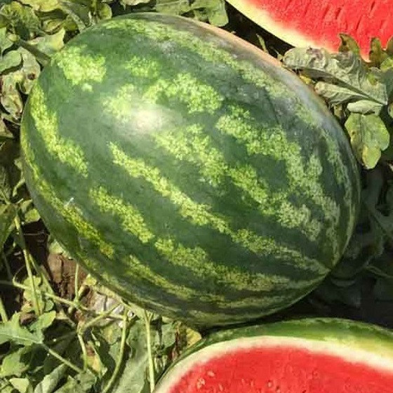 Минерва F1 арбуз 1000 семян