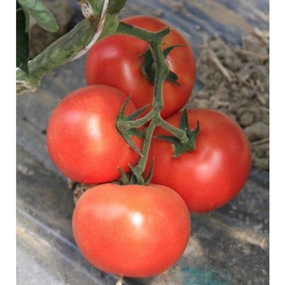 Буран F1 томат 500 семян