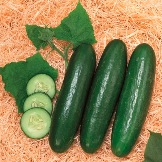 Зена F1 огурец 1000 семян