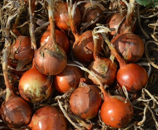 Каоба F1 лук репчатый 250 000 семян