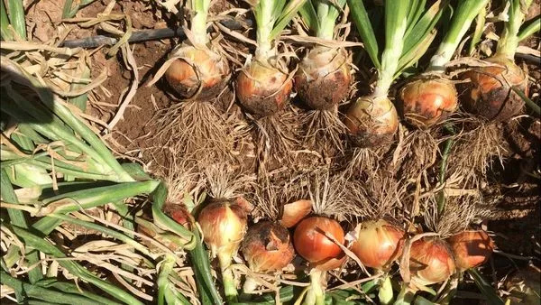 Каоба F1 лук репчатый 250 000 семян