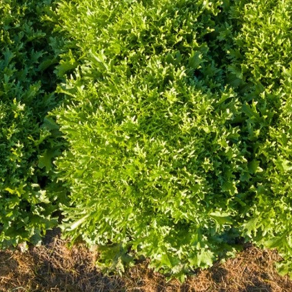 Бенефайн эндивий 5000 семян