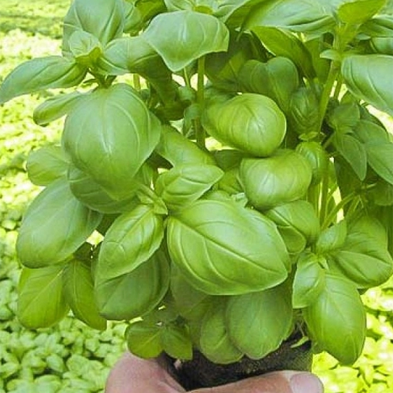 Мариан базилик 250 000 семян