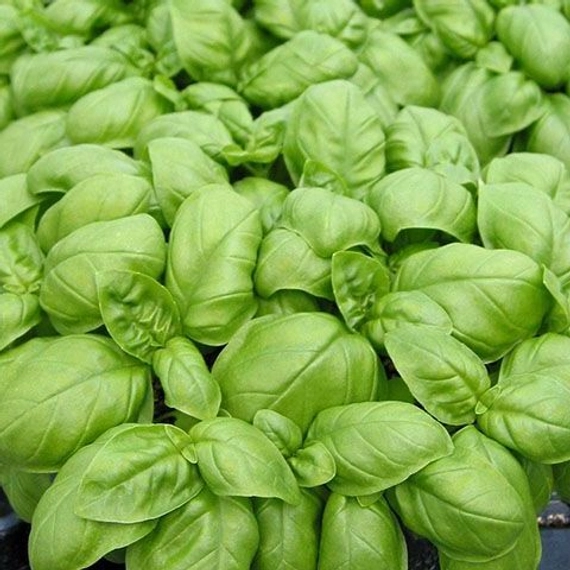 Эмили базилик 250 000 семян