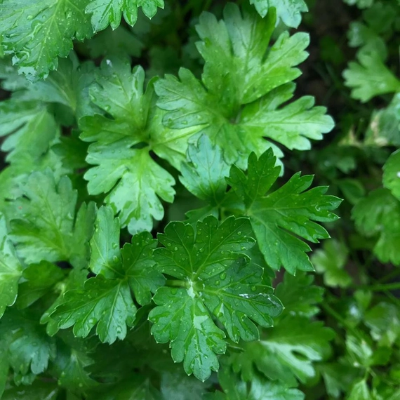 Итальянский Гигант петрушка 250 000 семян