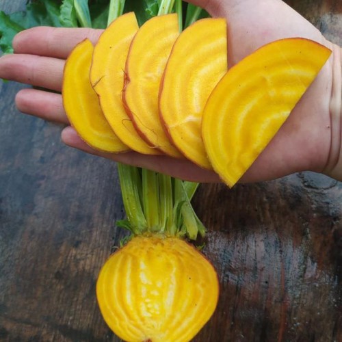 Голден Ай свекла 50 000 семян