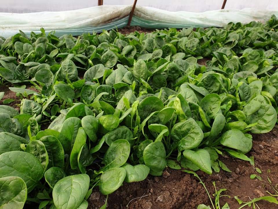 Аполло F1 шпинат 500 грамм