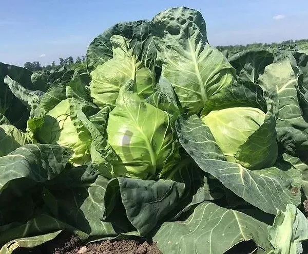 AS 2018 F1 капуста белокочанная 2500 семян