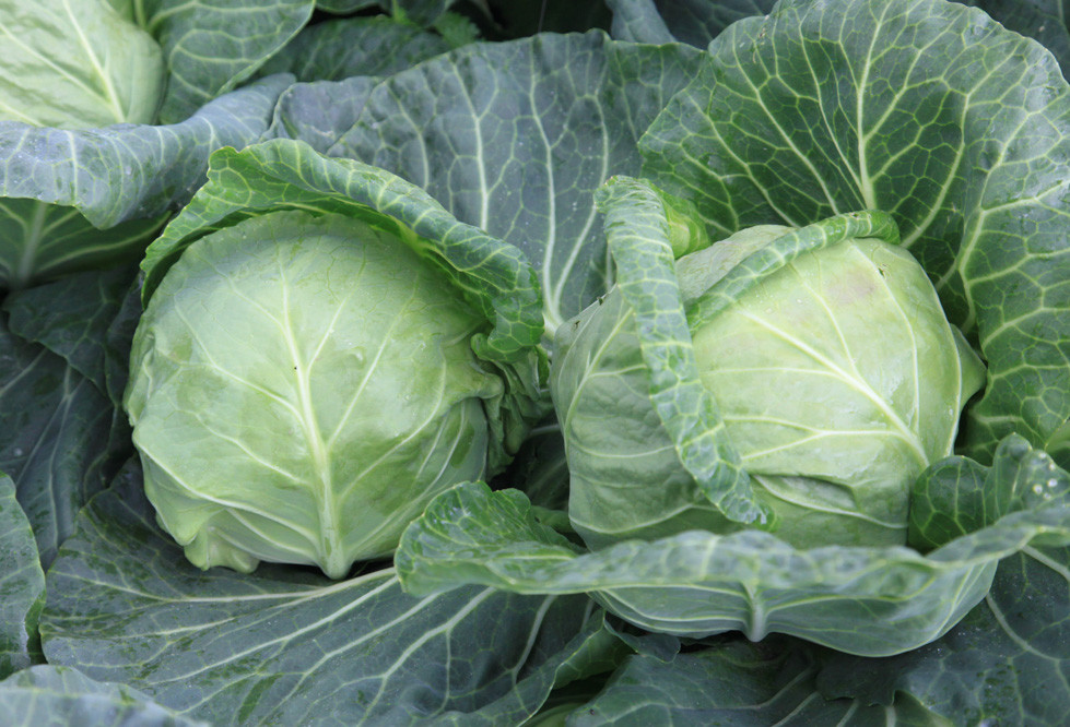 Боликор F1 капуста белокочанная 2500 семян