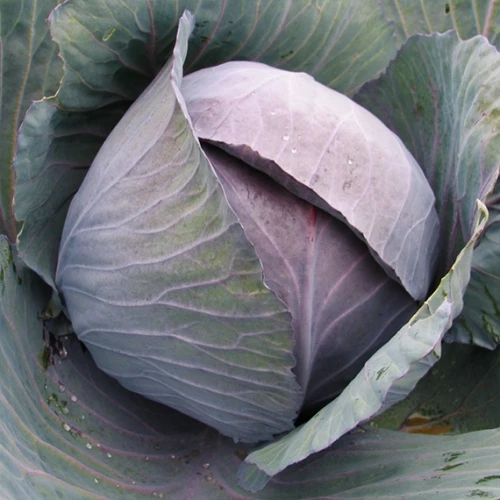 Ремала F1 капуста краснокочанная 2500 семян