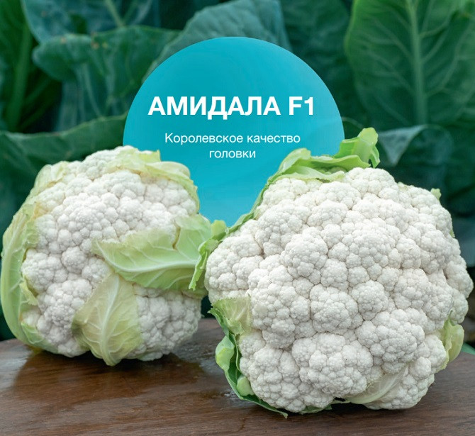 Амидала F1 капуста цветная 2500 семян
