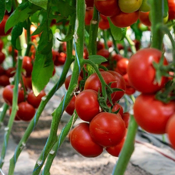 Барибине F1 томат 500 семян