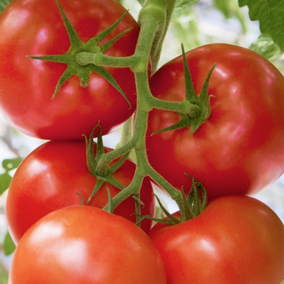 Барибине F1 томат 500 семян