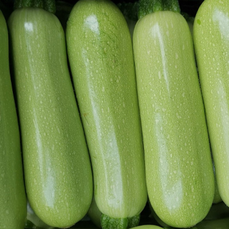 Корделия F1 кабачок 500 семян