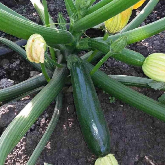 Супремо F1 кабачок 500 семян