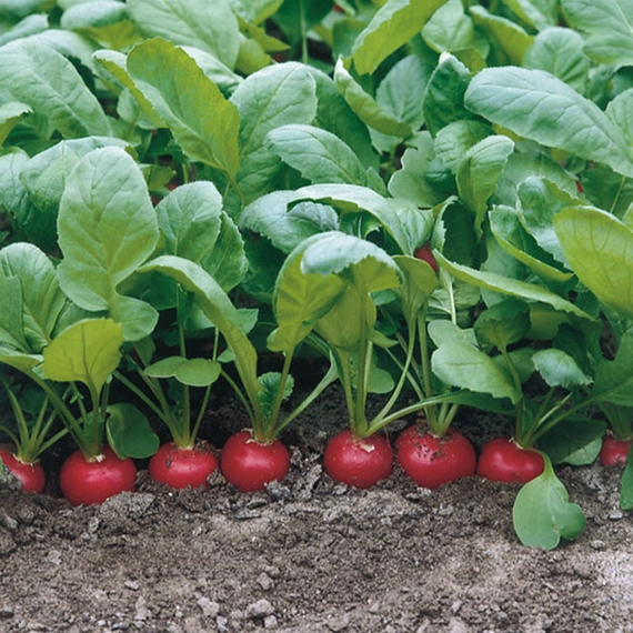 Донар F1 редис 10 000 семян