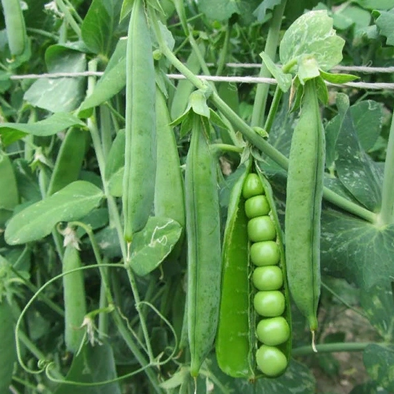 Преладо F1 горох 100 000 семян